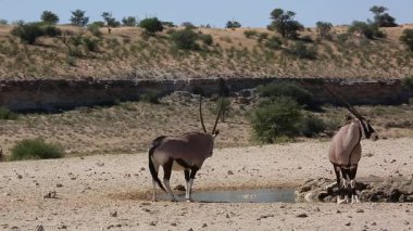 Güney Afrika 'daki Kgalagadi sınır ötesi parkında iki Güney Afrika antilobu Bovidae familyasından Specie Oryx gazella.