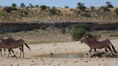 Güney Afrika 'daki Kgalagadi sınır ötesi parkında küçük bir Güney Afrika antilop grubu Bovidae familyasından Specie Oryx gazella