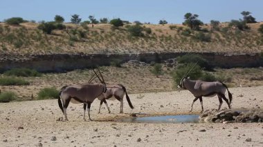 Güney Afrika 'daki Kgalagadi sınır ötesi parkında küçük bir Güney Afrika antilop grubu Bovidae familyasından Specie Oryx gazella