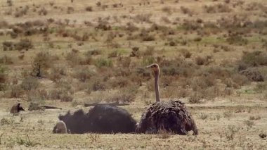 Güney Afrika 'daki Kgalagadi sınır ötesi parkında kumda tımarlanan Afrikalı devekuşu çifti Struthionidae familyasından Specie Struth io Camelus
