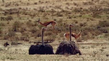 Güney Afrika 'daki Kgalagadi sınır ötesi parkında kumda tımarlanan Afrikalı devekuşu çifti Struthionidae familyasından Specie Struth io Camelus