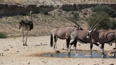 Güney Afrika antilobu ve devekuşu çifti Güney Afrika 'daki Kgalagadi sınır ötesi parkında su birikintisini paylaşıyorlar.