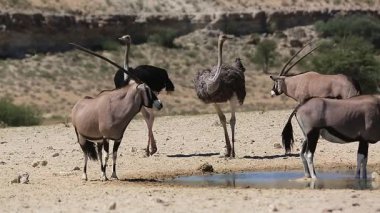 Güney Afrika antilobu ve devekuşu çifti Güney Afrika 'daki Kgalagadi sınır ötesi parkında su birikintisini paylaşıyorlar.