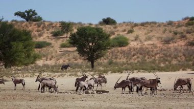 Güney Afrika 'daki Kgalagadi sınır ötesi parkında küçük bir Güney Afrika antilop grubu Bovidae familyasından Specie Oryx gazella