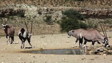 Güney Afrika 'daki Kgalagadi sınır ötesi parkında küçük bir Güney Afrika antilop grubu Bovidae familyasından Specie Oryx gazella