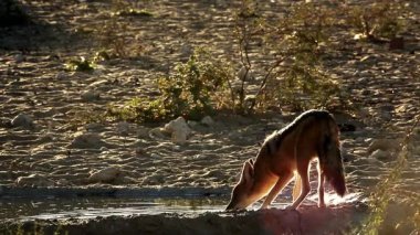 Güney Afrika 'daki Kgalagadi sınır ötesi parkında su birikintisi dikiz aynasından içen siyah çakal; Canidae familyasından Specie Canis 