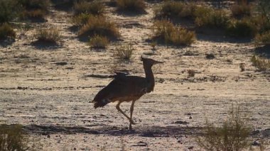 Güney Afrika 'daki Kgalagadi sınır ötesi parkında, Otididae' deki Specie Ardeotis Kori ailesinde, Kgalagadi 'de,