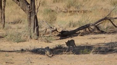 Güney Afrika 'daki Kgalagadi sınır ötesi parkında dinlenen ve kaynaşan leopar dişi ve yavru; Felidae familyasından Specie Panthera pardus 