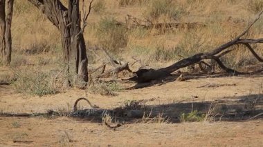 Güney Afrika 'daki Kgalagadi sınır ötesi parkında dinlenen ve kaynaşan leopar dişi ve yavru; Felidae familyasından Specie Panthera pardus 