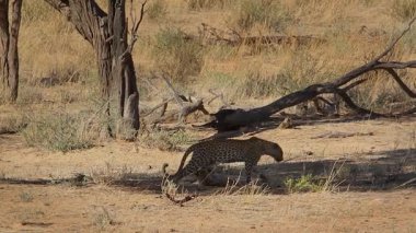 Güney Afrika 'daki Kgalagadi sınır ötesi parkında dinlenen ve kaynaşan leopar dişi ve yavru; Felidae familyasından Specie Panthera pardus 