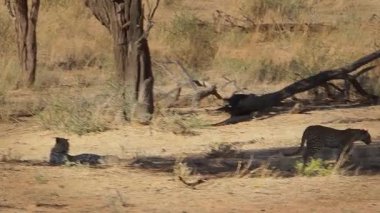 Güney Afrika 'daki Kgalagadi sınır ötesi parkında dinlenen ve kaynaşan leopar dişi ve yavru; Felidae familyasından Specie Panthera pardus 