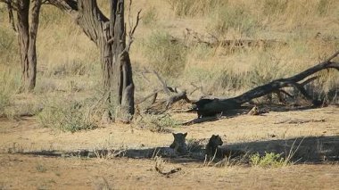 Güney Afrika 'daki Kgalagadi sınır ötesi parkında dinlenen ve kaynaşan leopar dişi ve yavru; Felidae familyasından Specie Panthera pardus 