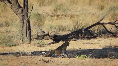 Güney Afrika 'daki Kgalagadi sınır ötesi parkında dinlenen ve kaynaşan leopar dişi ve yavru; Felidae familyasından Specie Panthera pardus 