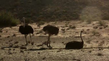 Güney Afrika 'daki Kgalagadi sınır ötesi parkında kum tımarlayan üç Afrika devekuşu Struthionidae familyasından Specie Struth io Camelus.