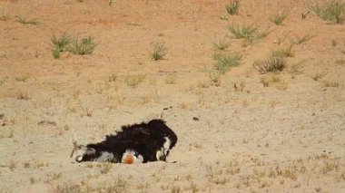 Afrika devekuşu Güney Afrika 'daki Kgalagadi sınır ötesi parkında çölü tımar ve süsleme; Struthionidae familyasından Specie Struth io Camelus