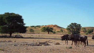 Güney Afrika 'daki Kgalagadi sınır ötesi parkındaki su birikintisi çevresindeki mavi antilop sürüsü Bovidae ailesinden Specie Connochaetes taurinus.