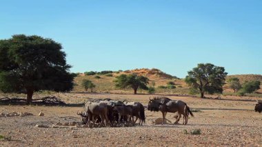 Güney Afrika 'daki Kgalagadi sınır ötesi parkındaki su birikintisi çevresindeki mavi antilop sürüsü Bovidae ailesinden Specie Connochaetes taurinus.