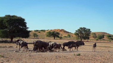 Güney Afrika 'daki Kgalagadi sınır ötesi parkındaki su birikintisi çevresindeki mavi antilop sürüsü Bovidae ailesinden Specie Connochaetes taurinus.