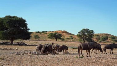 Güney Afrika 'daki Kgalagadi sınır ötesi parkındaki su birikintisi çevresindeki mavi antilop sürüsü Bovidae ailesinden Specie Connochaetes taurinus.