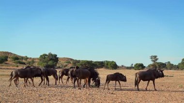 Güney Afrika 'daki Kgalagadi sınır ötesi parkında kaçan mavi antilop sürüsü Bovidae ailesinden Specie Connochaetes taurinus