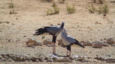 Güney Afrika 'daki Kgalagadi sınır ötesi parkında kanat çırpan kuş çifti; Sagittarius Serpentarius ailesi Sagittariidae