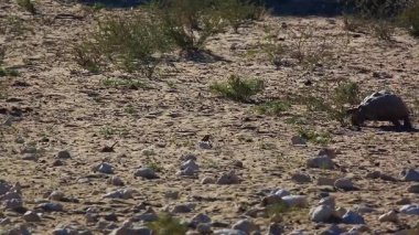 Güney Afrika 'da Kgalagadi sınır ötesi parkında yürüyen Leopar kaplumbağası; Testudinidae familyasından Specie Stigmochelys pardalis