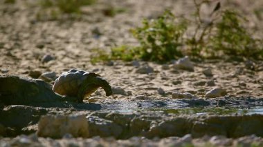 Güney Afrika 'daki Kgalagadi sınır ötesi parkında su birikintisinde su içen Leopar kaplumbağası Tür Stigmochelys pardalis Testudinidae ailesi