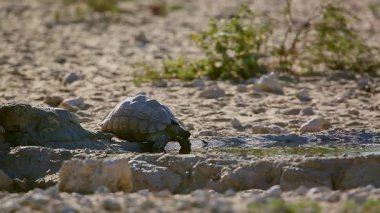 Güney Afrika 'daki Kgalagadi sınır ötesi parkında su birikintisinde su içen Leopar kaplumbağası Tür Stigmochelys pardalis Testudinidae ailesi