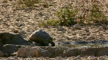 Güney Afrika 'daki Kgalagadi sınır ötesi parkında su birikintisinde su içen Leopar kaplumbağası Tür Stigmochelys pardalis Testudinidae ailesi