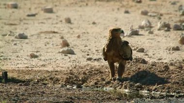 Güney Afrika 'daki Kgalagadi sınır ötesi parkındaki su birikintisi boyunca Tawny Eagle ön görüntüsü; Accipitridae' den Specie Aquila rapax ailesi