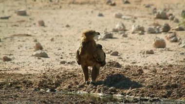 Güney Afrika 'daki Kgalagadi sınır ötesi parkındaki su birikintisi boyunca Tawny Eagle ön görüntüsü; Accipitridae' den Specie Aquila rapax ailesi