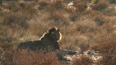 Afrika aslanı gündoğumunda Güney Afrika 'daki Kgalagadi sınır ötesi parkında sırt üstü yatarken Felidae familyasından Specie Panthera leo
