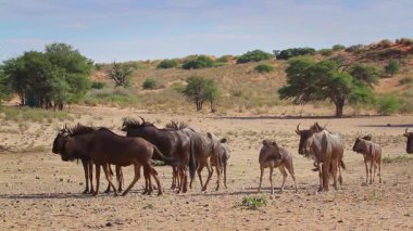 Güney Afrika 'daki Kgalagadi transfrontier parkındaki çöl arazisindeki mavi antilop sürüsü Bovidae ailesinden Specie Connochaetes taurinus.