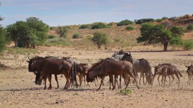 Güney Afrika 'daki Kgalagadi transfrontier parkındaki çöl arazisindeki mavi antilop sürüsü Bovidae ailesinden Specie Connochaetes taurinus.