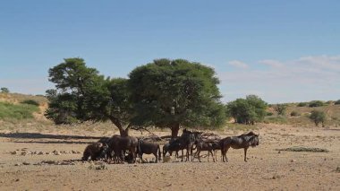 Güney Afrika 'daki Kgalagadi sınır ötesi parkındaki çöl manzarasında su birikintisinde içen Mavi Antilop grubu Bovidae' nin Tür Connochaetes taurinus ailesi