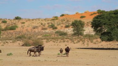 Güney Afrika 'daki Kgalagadi sınır ötesi parkında, kırmızı kum tepesi manzarasında yürüyen küçük bir grup Mavi antilop; Bovidae ailesinden Specie Connochaetes taurinus