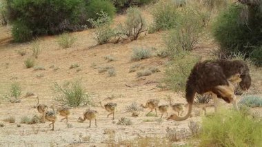 Güney Afrika 'daki Kgalagadi sınır ötesi parkında, Struthionidae familyasından Specie Struth io Camelus' ta annesi ile yürüyen Afrika devekuşu grubu.