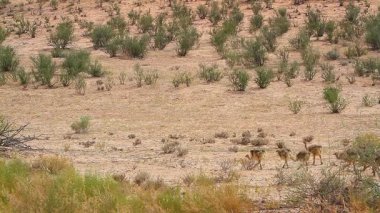 Güney Afrika 'daki Kgalagadi sınır ötesi parkında, Struthionidae familyasından Specie Struth io Camelus' ta annesi ile yürüyen Afrika devekuşu grubu.
