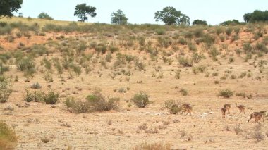 Güney Afrika 'daki Kgalagadi sınır ötesi parkında, Struthionidae familyasından Specie Struth io Camelus' ta annesi ile yürüyen Afrika devekuşu grubu.