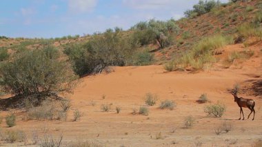 Güney Afrika 'daki Kgalagadi sınır ötesi parkında kırmızı kum tepeciği manzaralı yetişkin ve buzağılar; Bovidae' nin Specie Damaliscus lunatus ailesi