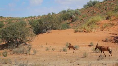 Güney Afrika 'daki Kgalagadi sınır ötesi parkında kırmızı kum tepesi manzarasında yürüyen küçük bir grup; Bovidae' nin Specie Damaliscus lunatus ailesi