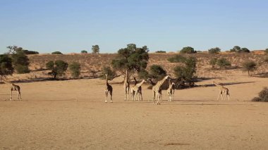 Güney Afrika 'daki Kgalagadi sınır ötesi parkında, çölün ortasında büyük bir grup zürafa; Giraffidae ailesinden Specie Giraffa camelopardalis.