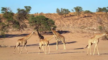 Güney Afrika 'daki Kgalagadi sınır ötesi parkında genç hayvanları olan zürafa grubu; Giraffidae familyasından Tür Giraffa camelopardalis.