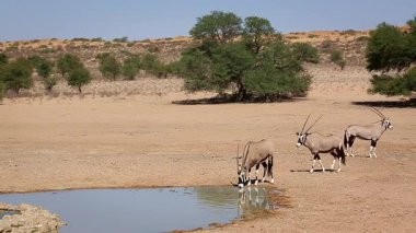 Güney Afrika antilopları su birikintisinde içip Güney Afrika 'daki Kgalagadi sınır ötesi parkında kaçıyorlar.