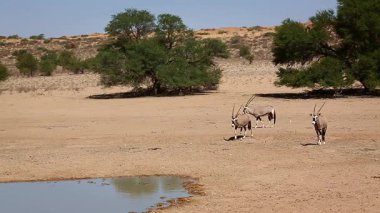 Güney Afrika 'daki Kgalagadi sınır ötesi parkındaki su birikintisine doğru dikkatle yürüyen üç Güney Afrika antilobu Bovidae familyasından Specie Oryx gazella.