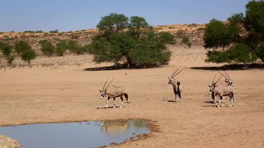 Güney Afrika 'daki Kgalagadi sınır ötesi parkındaki su birikintisine doğru dikkatle yürüyen üç Güney Afrika antilobu Bovidae familyasından Specie Oryx gazella.