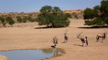 Güney Afrika antilopları su birikintisinde içip Güney Afrika 'daki Kgalagadi sınır ötesi parkında kaçıyorlar.