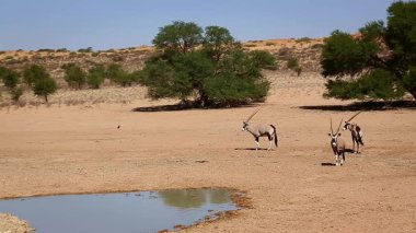 Güney Afrika antilopları su birikintisinde içip Güney Afrika 'daki Kgalagadi sınır ötesi parkında kaçıyorlar.