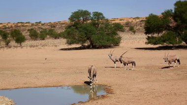 Güney Afrika 'daki Kgalagadi sınır ötesi parkında su birikintisine doğru dikkatle yürüyen ve içen üç Güney Afrika antilobu Bovidae familyasından Specie Oryx gazella.