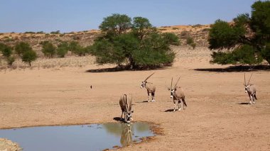 Güney Afrika 'daki Kgalagadi sınır ötesi parkındaki su birikintisine doğru dikkatle yürüyen üç Güney Afrika antilobu Bovidae familyasından Specie Oryx gazella.